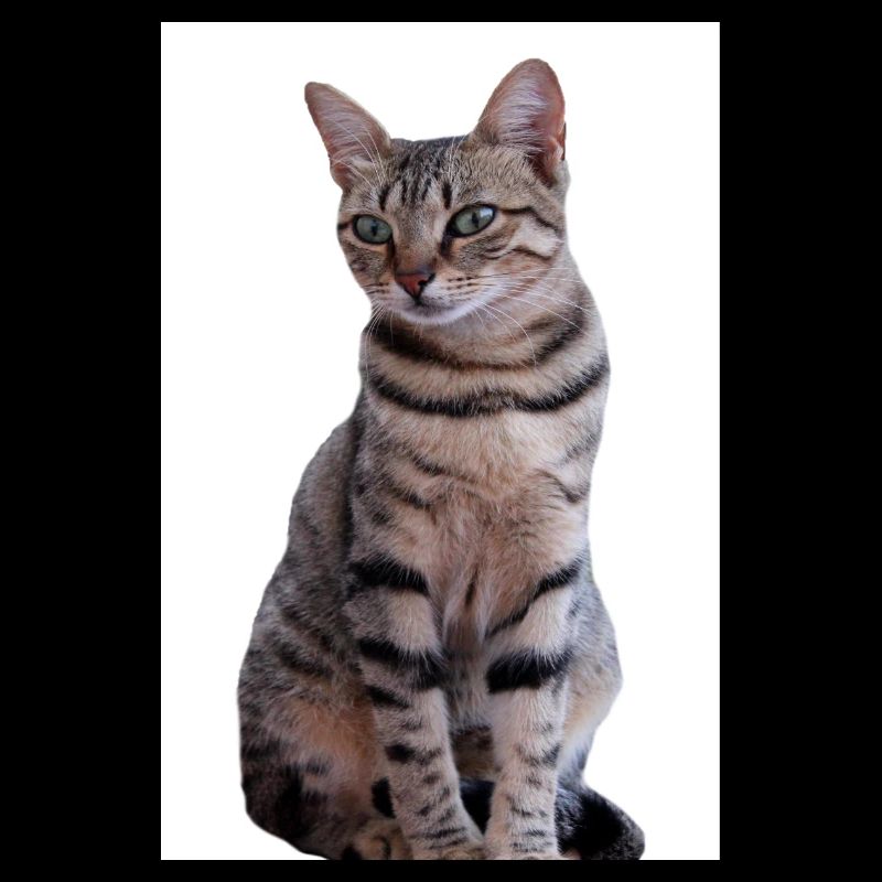 Katze Katze Schwarzes Kätzchen