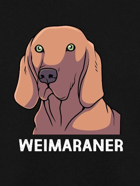 Weimaraner