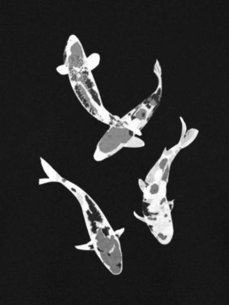 Japanischer Koi Fisch