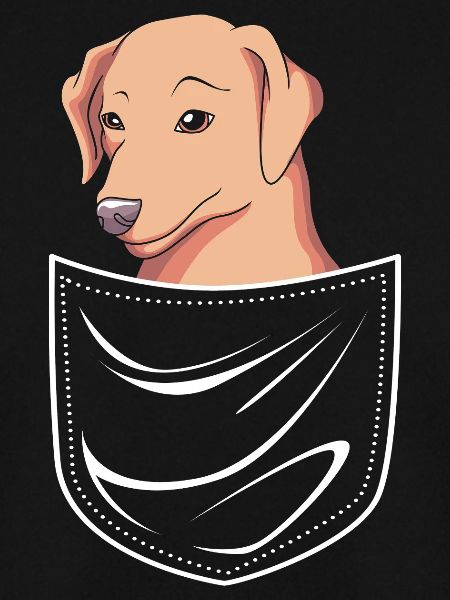Chesapeake Bay Retriever