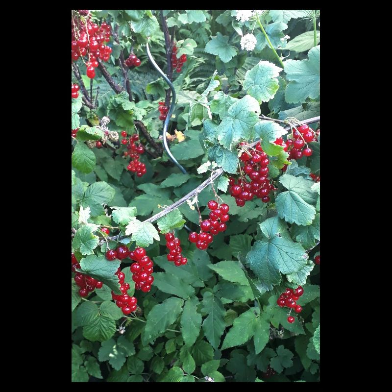 Rote Johannisbeeren an Strauch