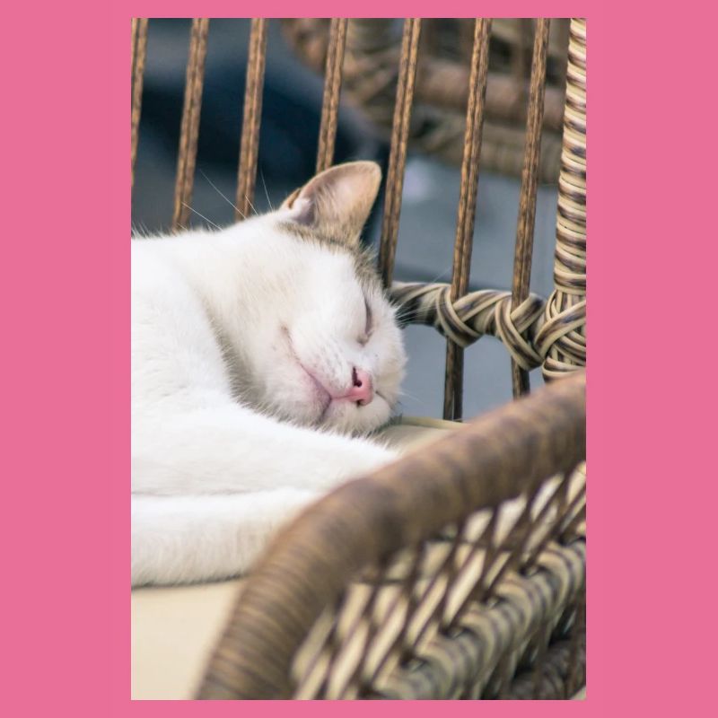 Sleeping Cat