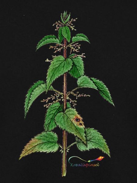 Brennnessel (Urtica dioica)