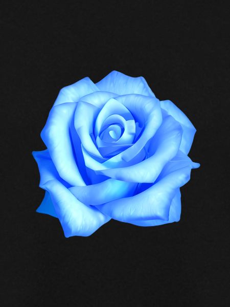 Blaue Rose