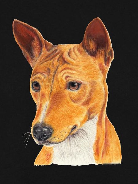 Basenji