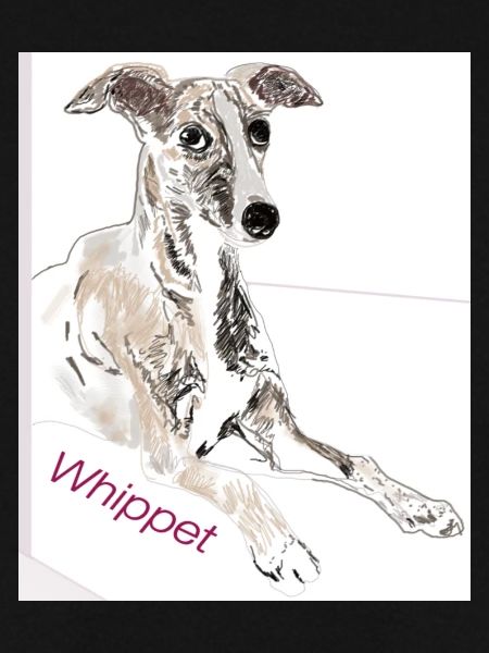 Whippet