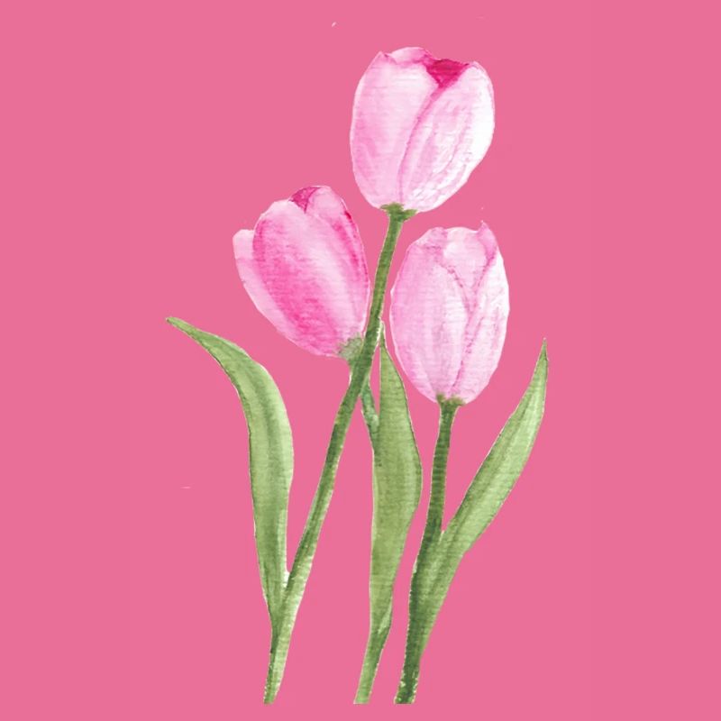 rosa Tulpen