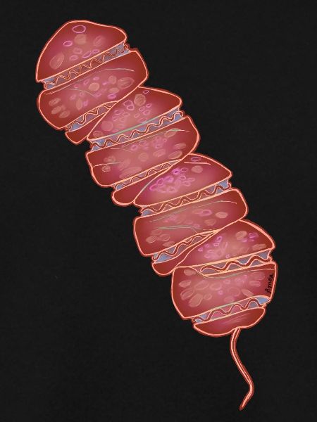 Margalefodinium polykricoides