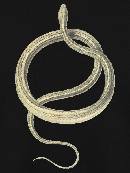 Snake