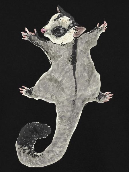 Kurzkopfgleitbeutler Sugar Glider