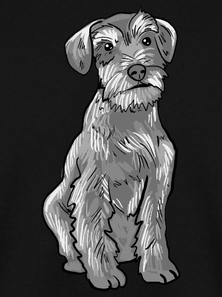 Schnauzer Hund