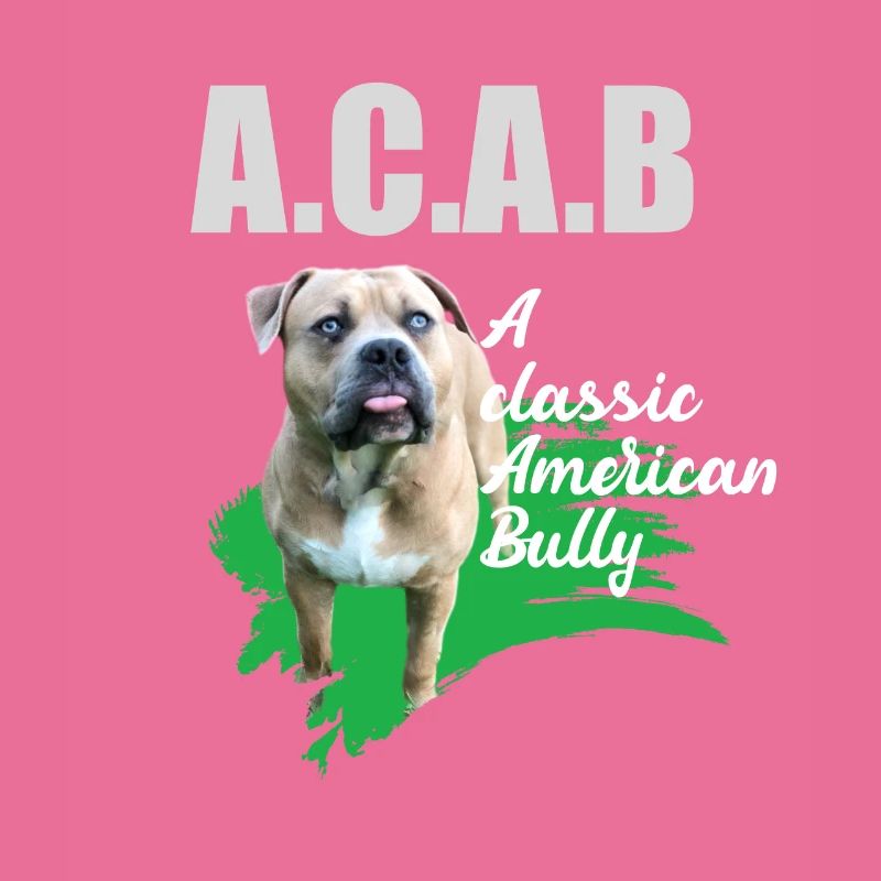 A classic American Bully without docked ears ACAB