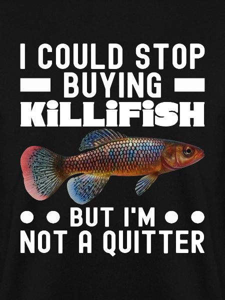 Killifish Quarium Fish