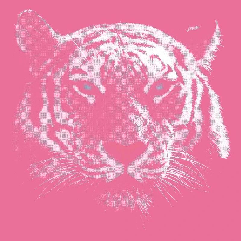 White tiger tiger head