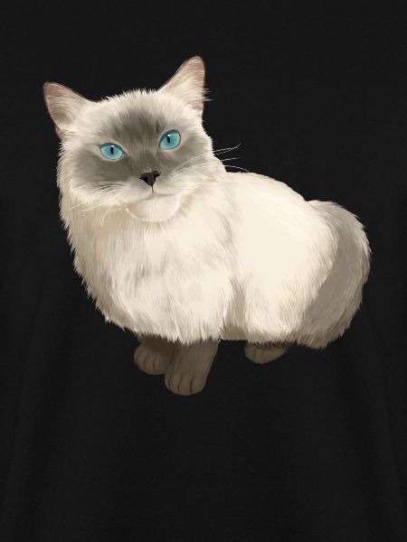 Ragdoll Katze