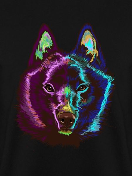 Splash Schipperke Dog