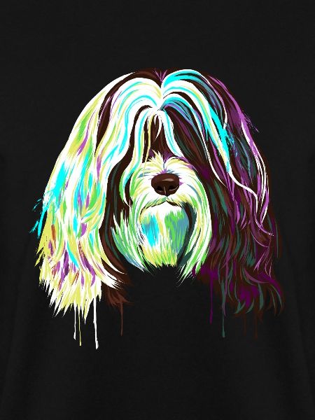 Splash Tibet Terrier Hund