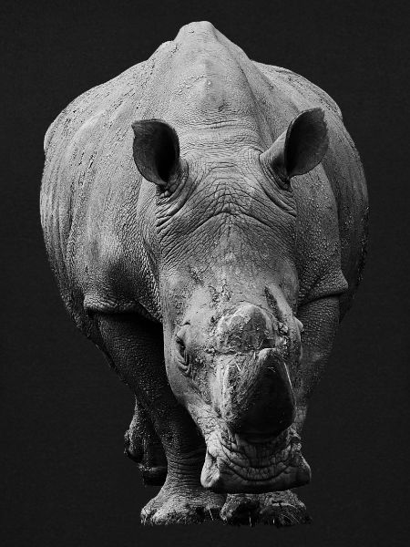 Nashorn frontal