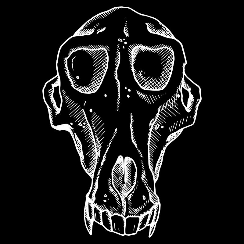 Pavian Skull