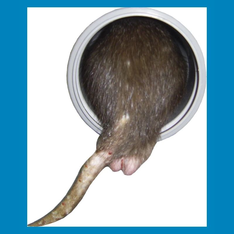 Ratte im Rohr hinter