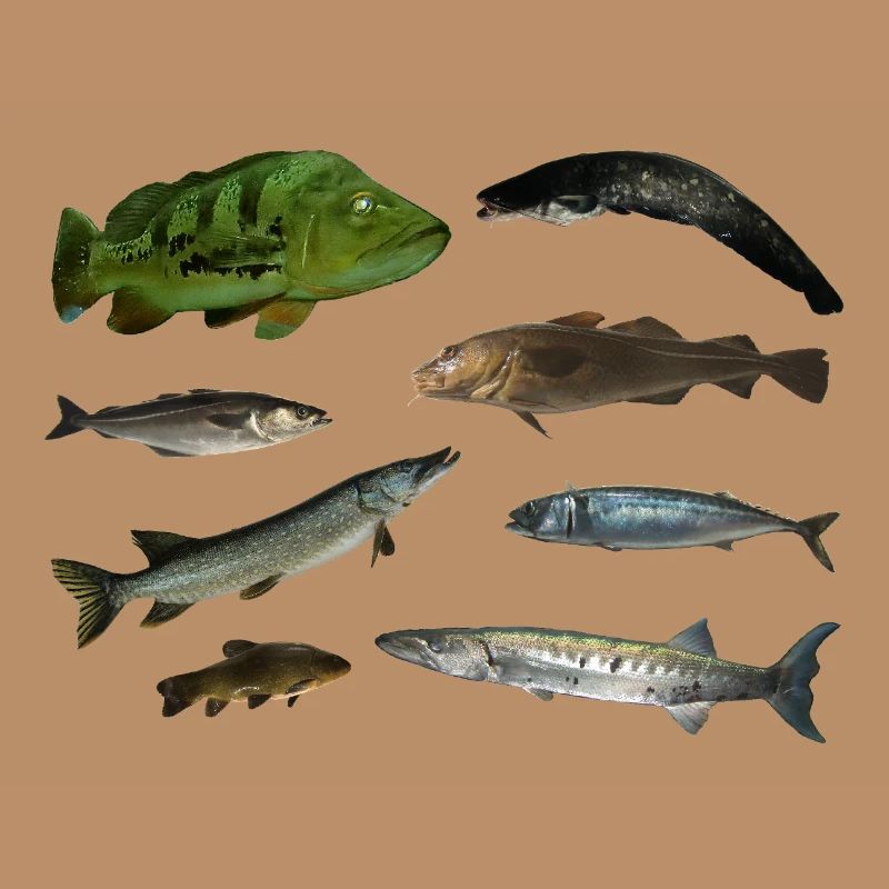 Fische