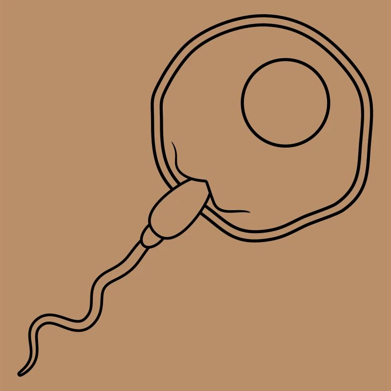 fertilization egg insemination egg sperm sperm