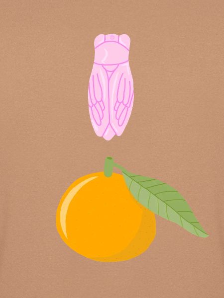 Rosa Zikade und Clementine