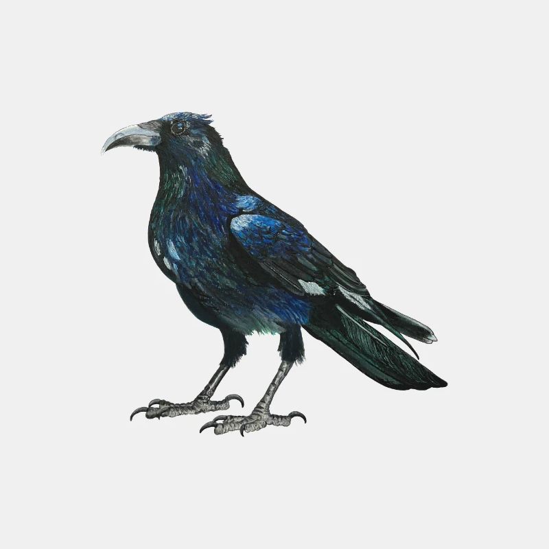 Raven crow with slightly bluish green feathers