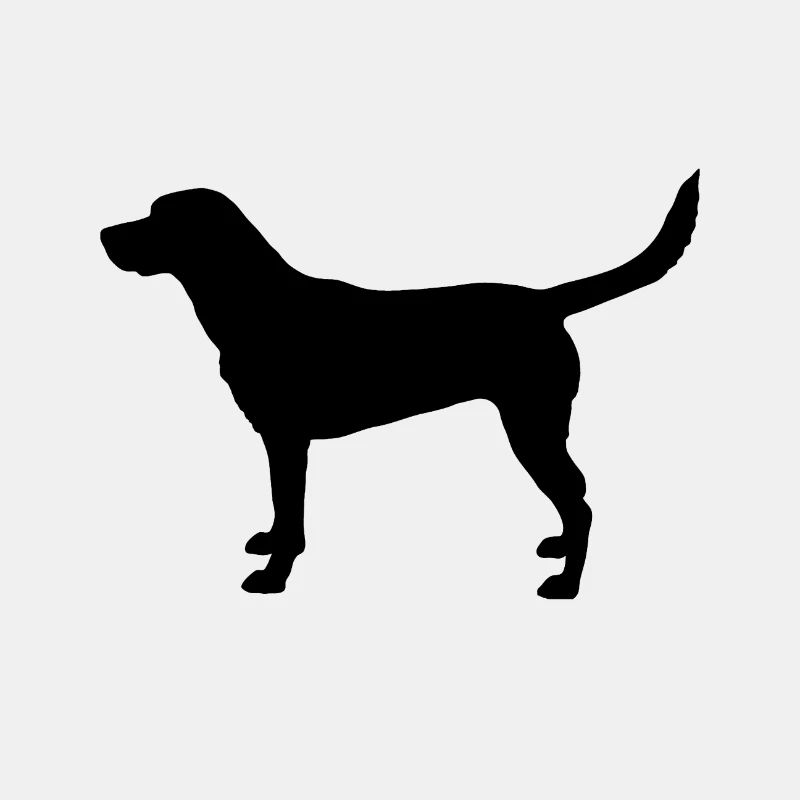 Labrador