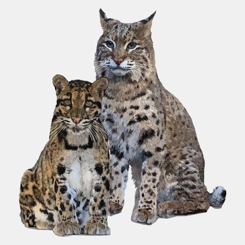Panthère nébuleuse et lynx