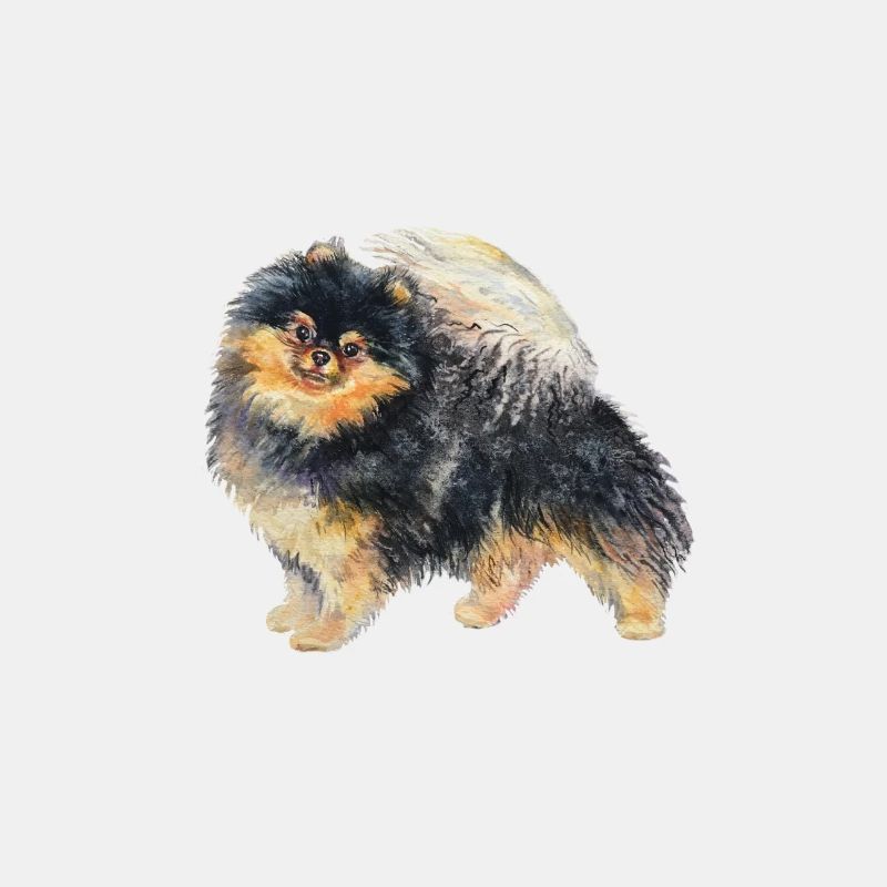 Pomeranian