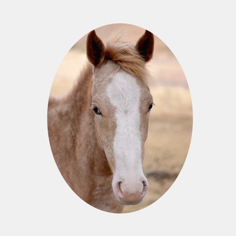 junges Pferd Fohlen