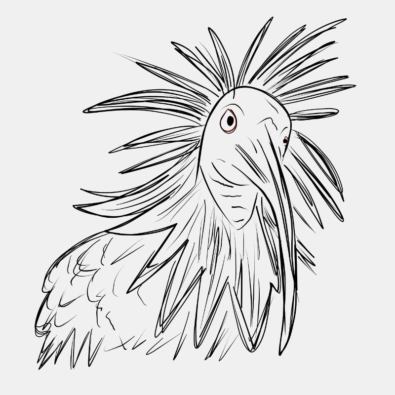 Waldrapp Vogel Zeichnung