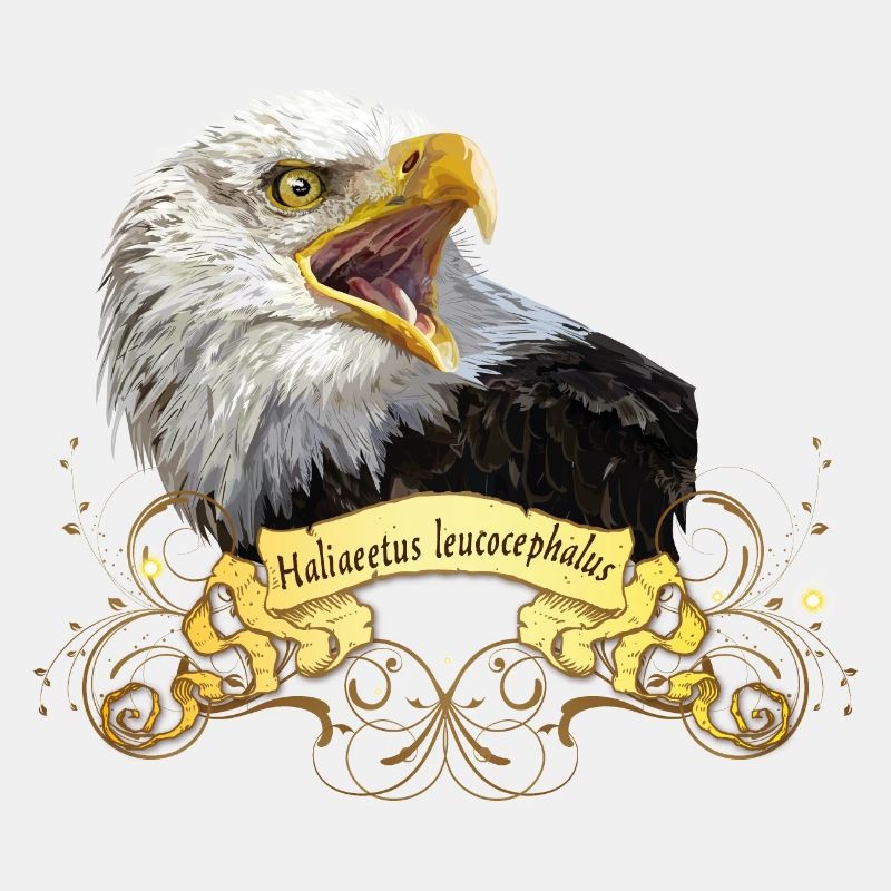 Bald eagle