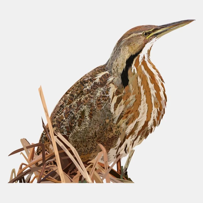 Lentiginous Bittern