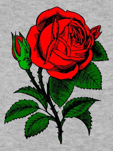 Rote Rose