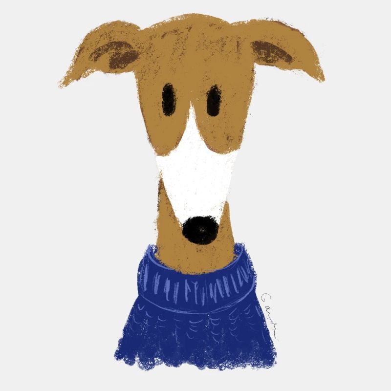 Windhund in blauem Pulli