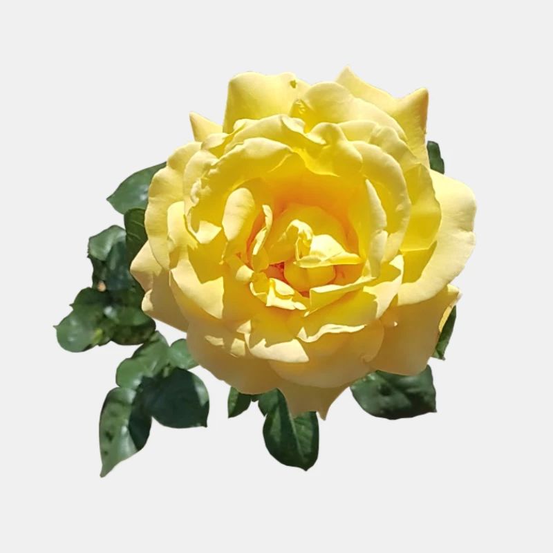 GELBE ROSE