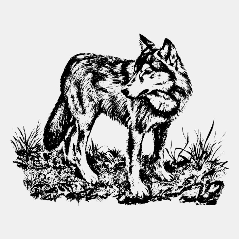 Wolf (schwarz)