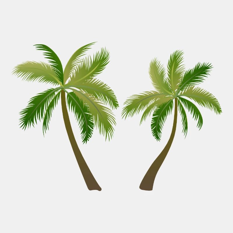 Palme Palmenbaum 2305 S