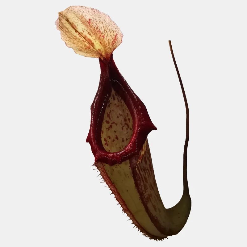 Nepenthes x miranda