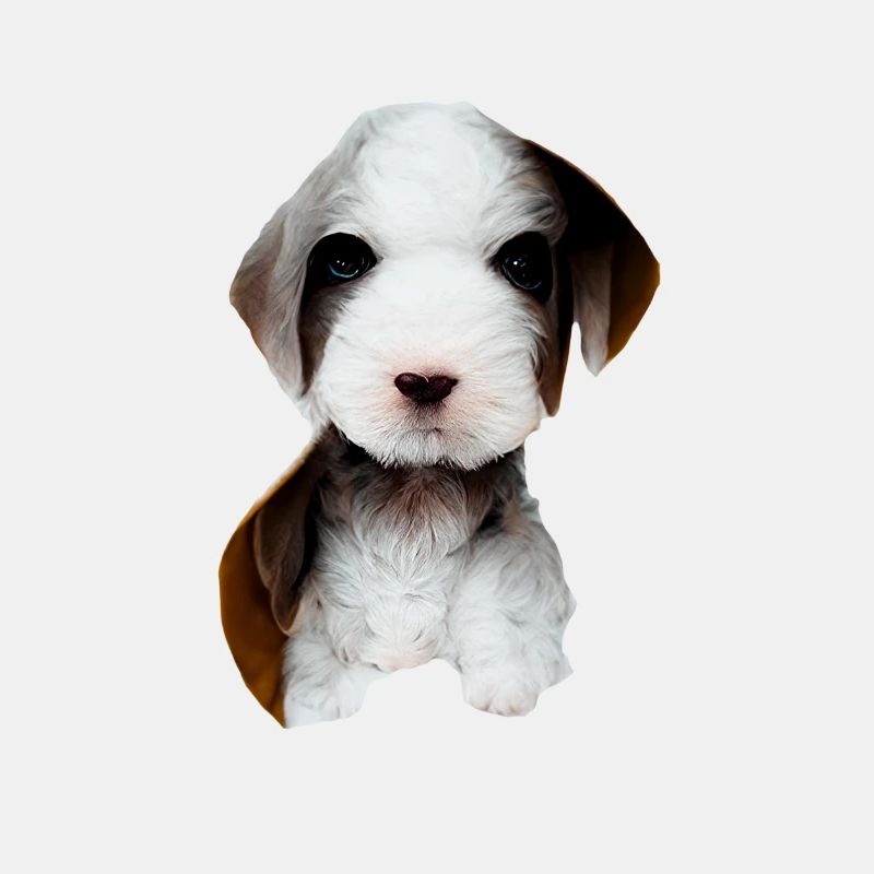 Chiots