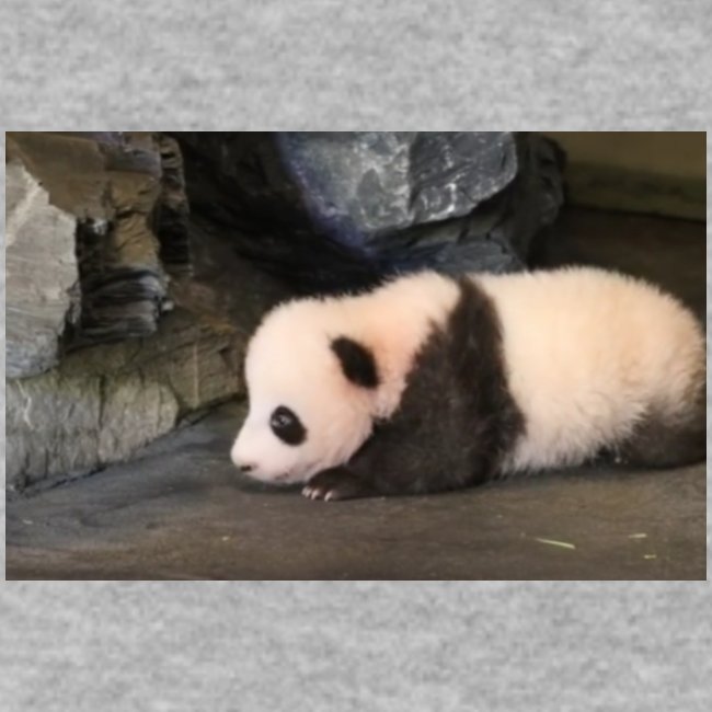 648x415 petite femelle panda nee debut juin 2016 z