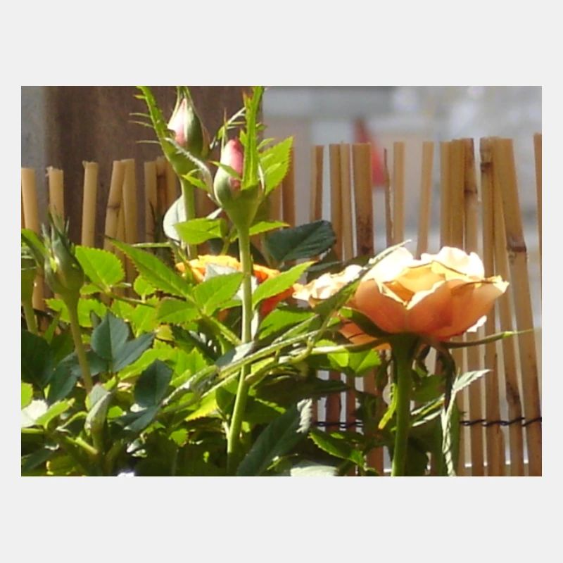 Rosen