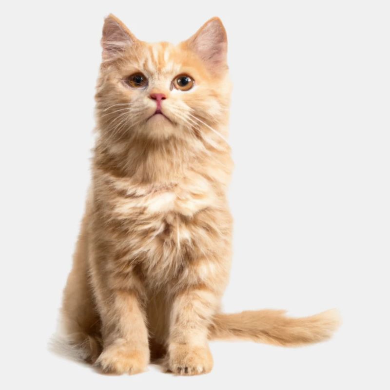 Rothaarige Katze