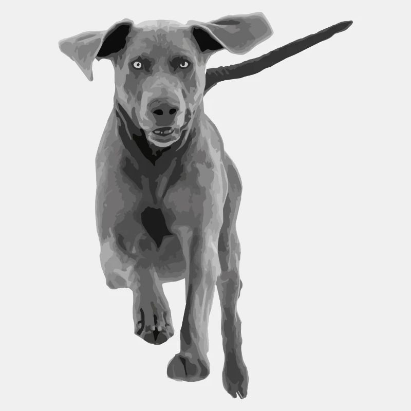 Hund Weimaraner springend