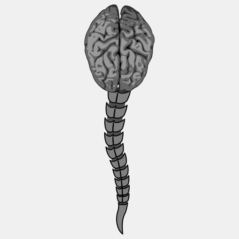 brain, spine,