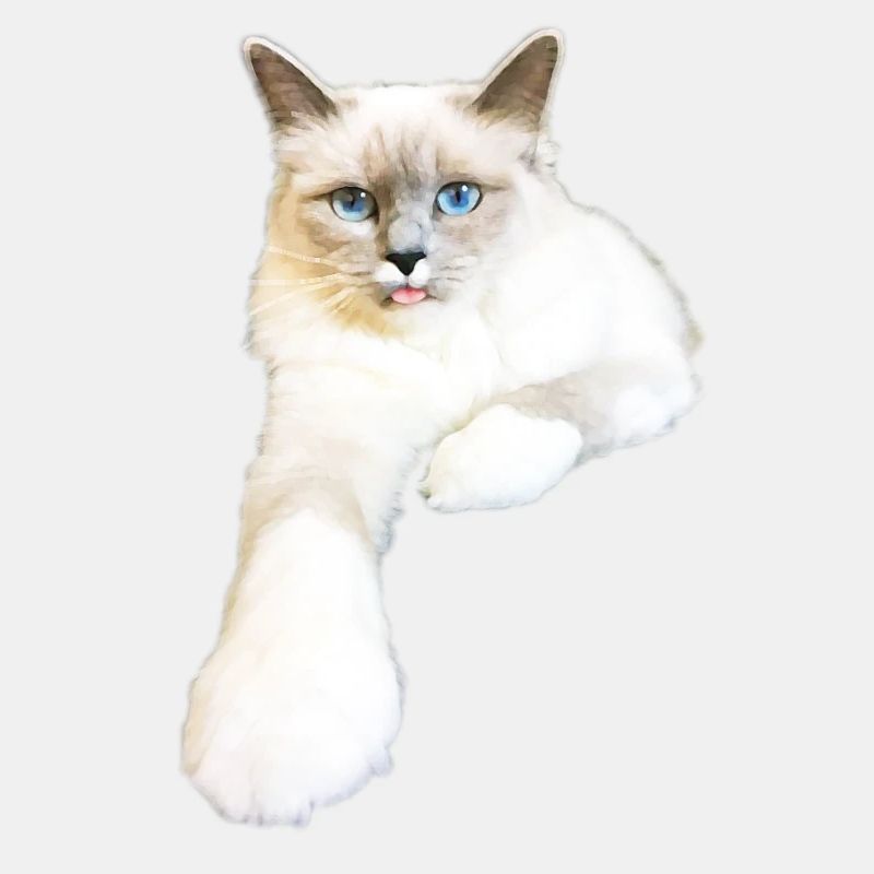 Chat tire langue