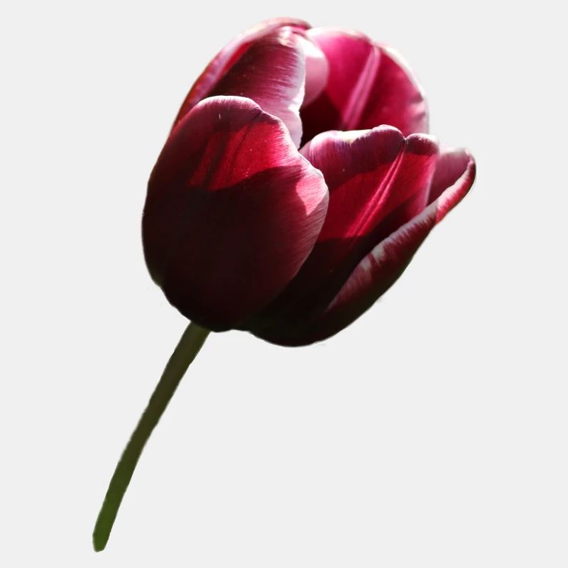 Tulpe weinrot rechts