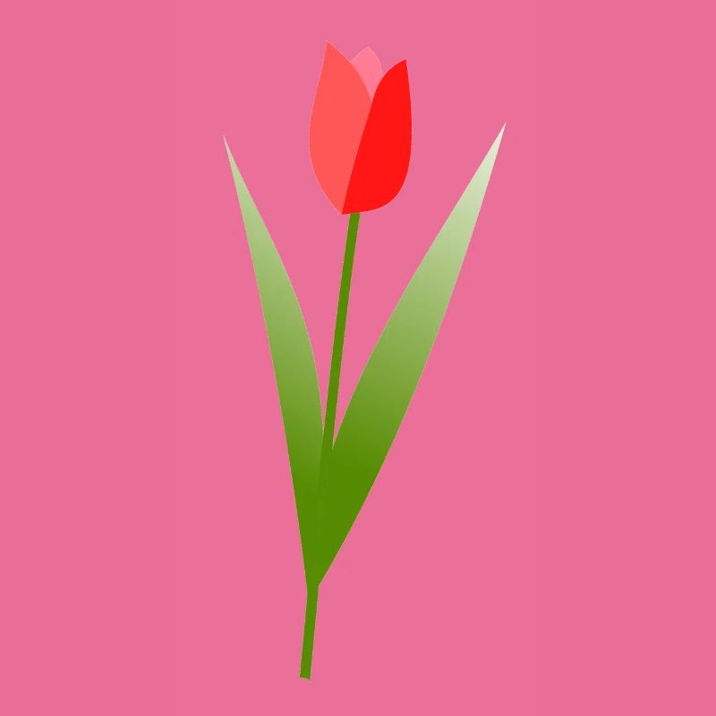 Tulpe